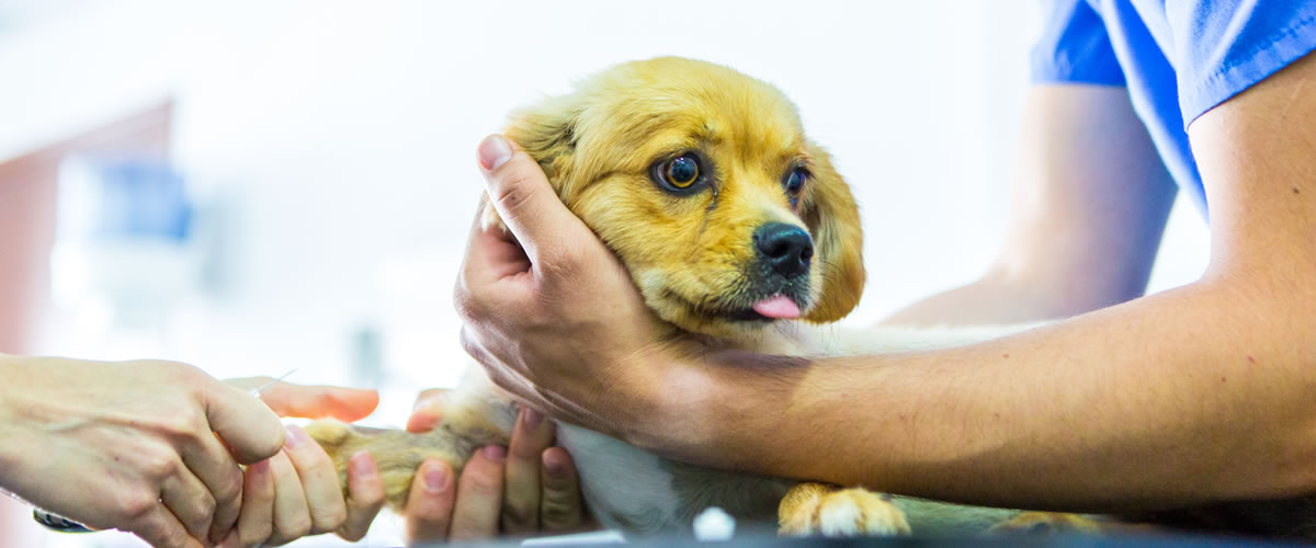 CYVETS is a stateoftheart veterinary center located in Paphos, Cyprus