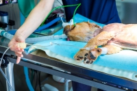 Padent Ductus Arteriosus (PDA)